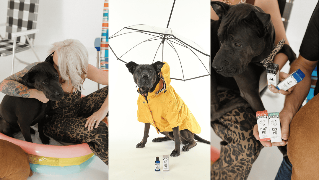 Bishop the Boxer-Shar-Pei: The Dog Who Started Pup Oils