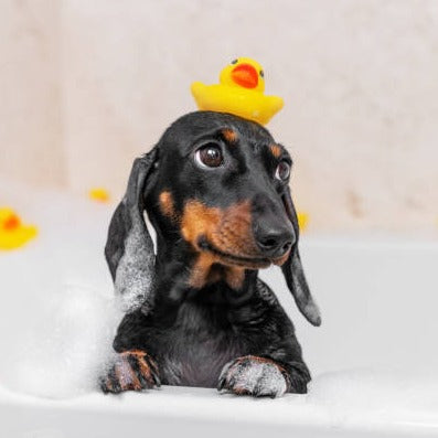 Dog-Bath